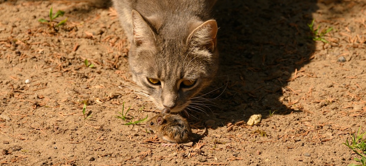 gebitsverzorging kat